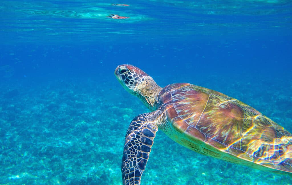 Sea turtle in blue lagoon by Tripps Plus Las Vegas