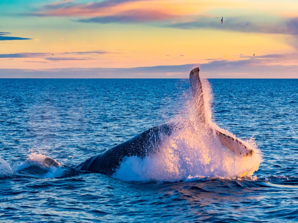 Humpback Whale breaching in deep blue sea